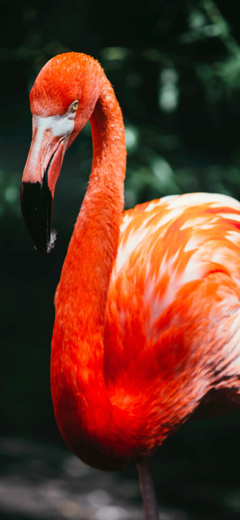 Vibrant Flamingo Wallpaper for iPhone: Lush Background Design