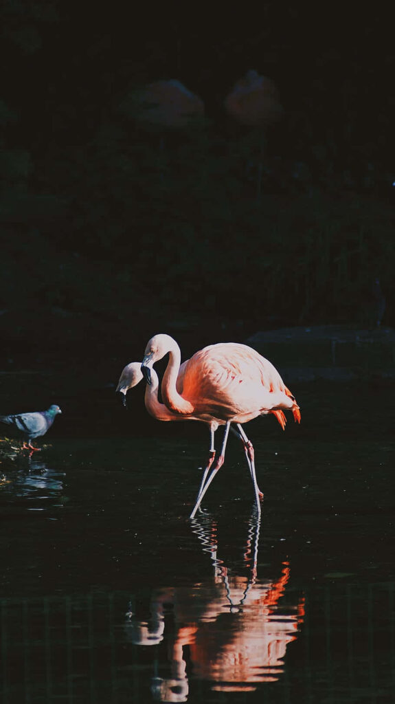 Serene iPhone Wallpaper: Graceful Pink Flamingo in Reflective Water