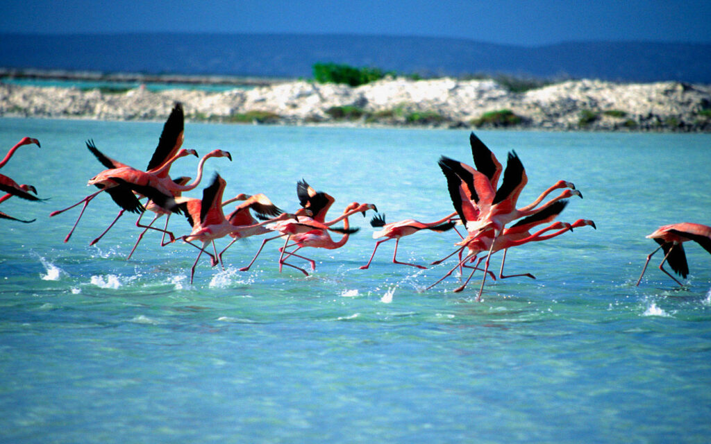 Vibrant Flamingos Taking Off in Turquoise Waters - Wallpaper Background
