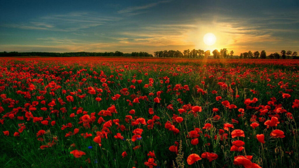 Vibrant Flanders Poppy Field Wallpaper at Sunset - Serene Background