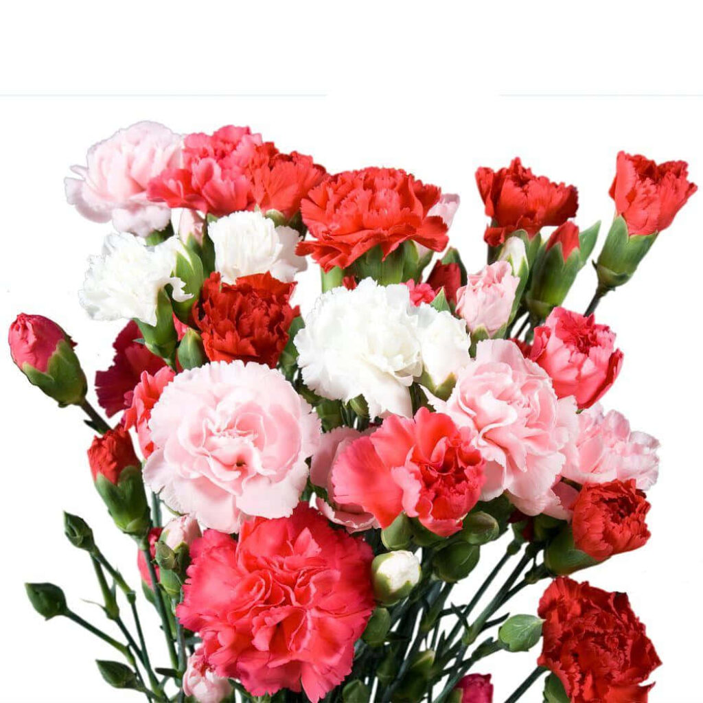 Vibrant Floral Wallpaper: Pink, Red & White Carnations Elegance