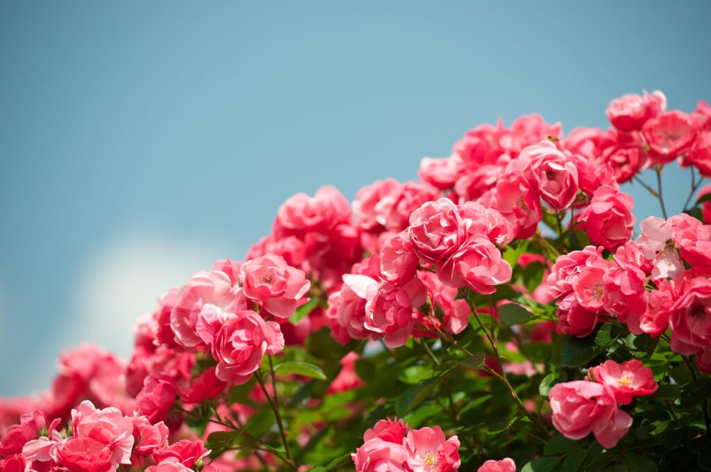 Vibrant Floral Wallpaper: Blooming Pink Roses Against Blue Sky