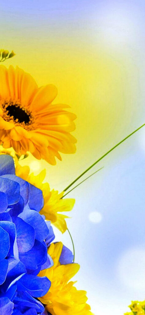 Vibrant Floral Wallpaper: Sunflowers & Blue Hydrangeas Background