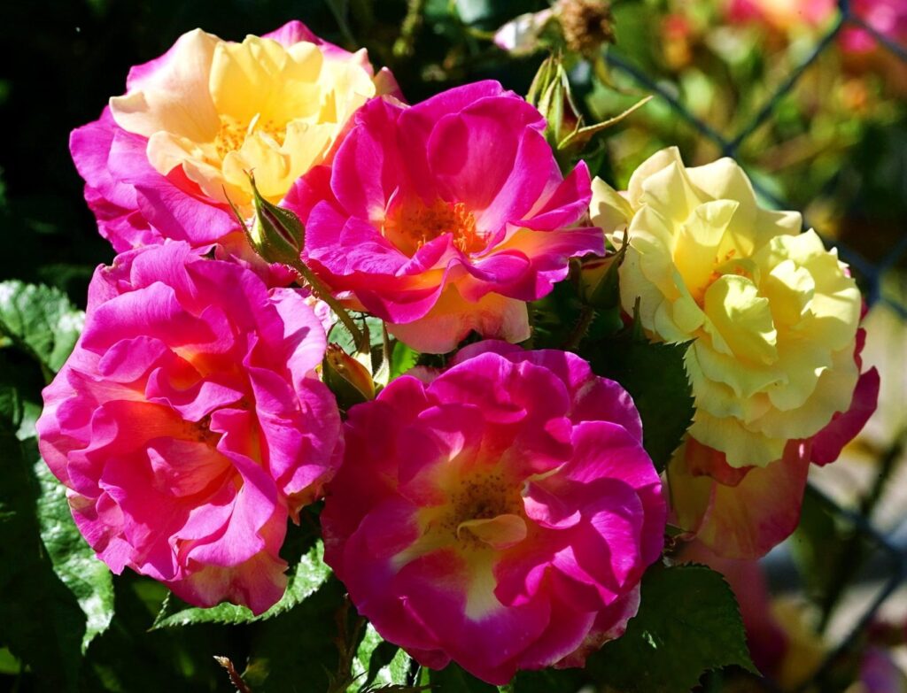 Vibrant Rose Garden Wallpaper: Pink & Yellow Blooms with Greenery