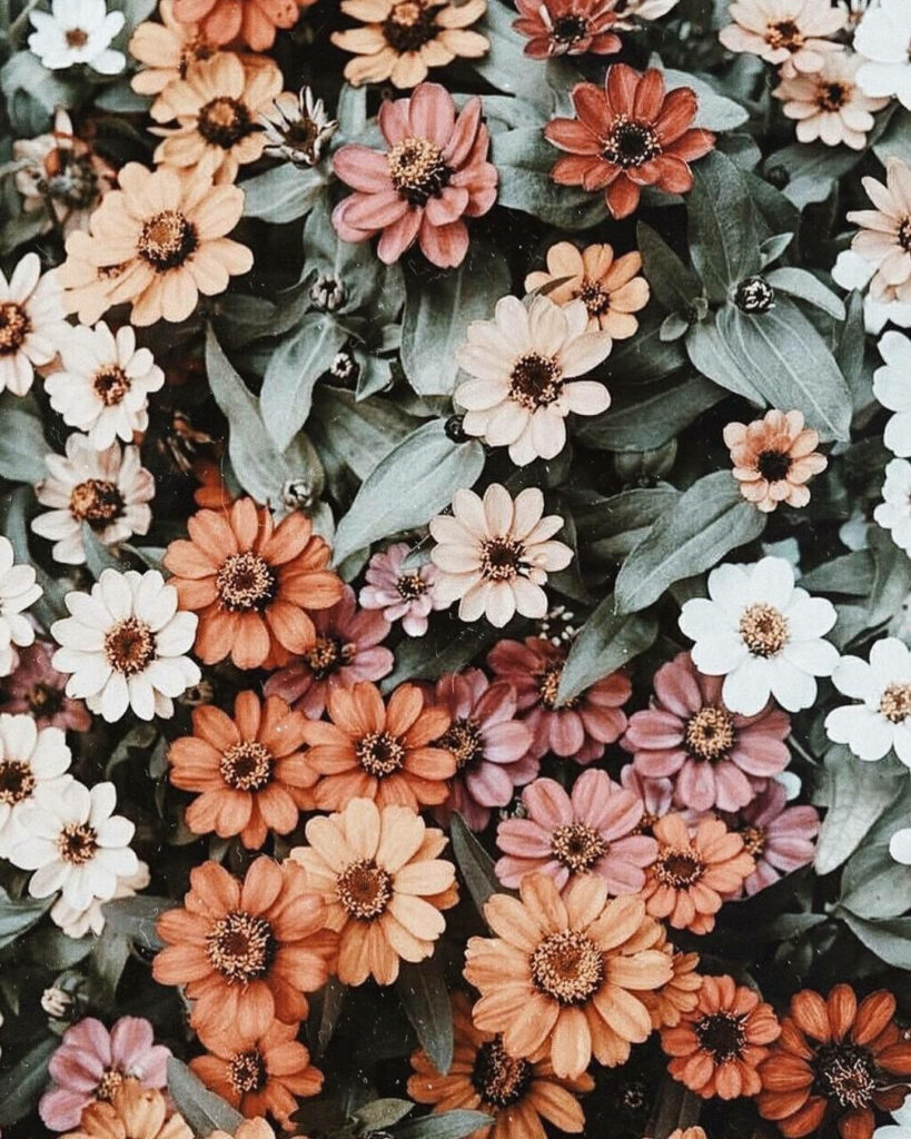 Vibrant Flower Field Wallpaper: Colorful Blossoms & Green Foliage