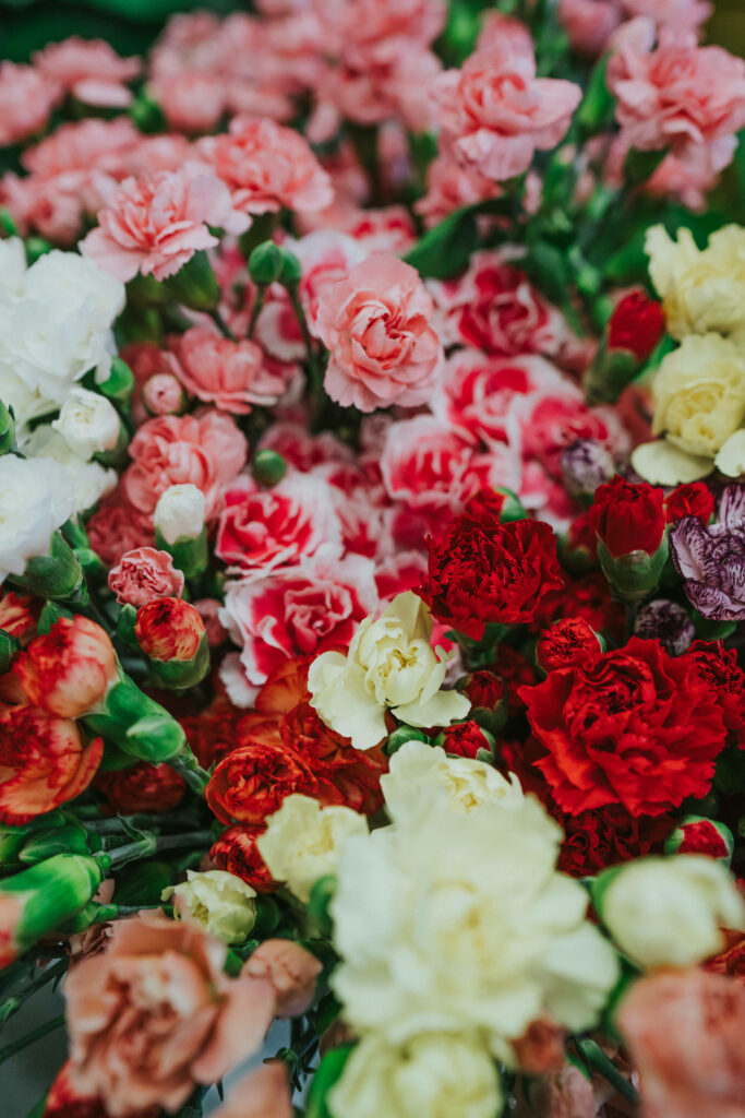 Colorful Carnations Wallpaper: Perfect Floral Background for Mother’s Day