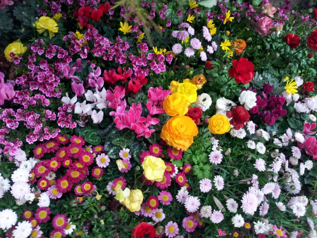 Vibrant Floral Wallpaper: Colorful Flowerbed Display Background