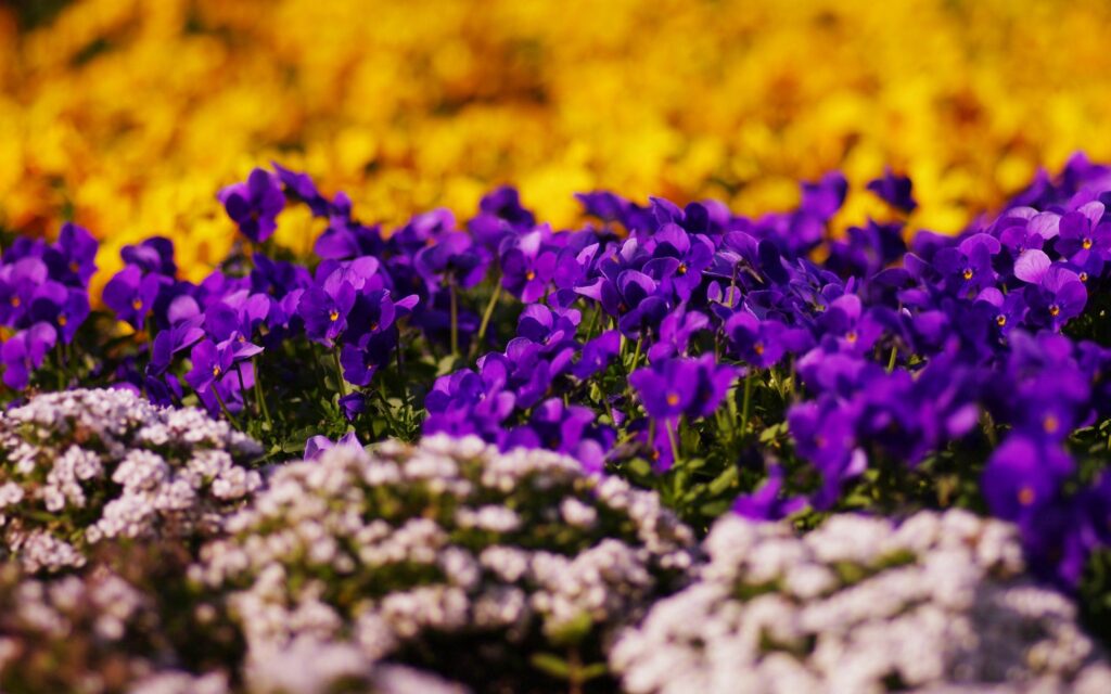 Vibrant Floral Wallpaper: Purple Blooms & Warm Golden Background
