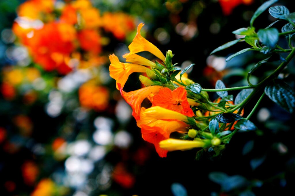 Vibrant Flower Close-Up Wallpaper: Colorful Blooms & Lush Greenery