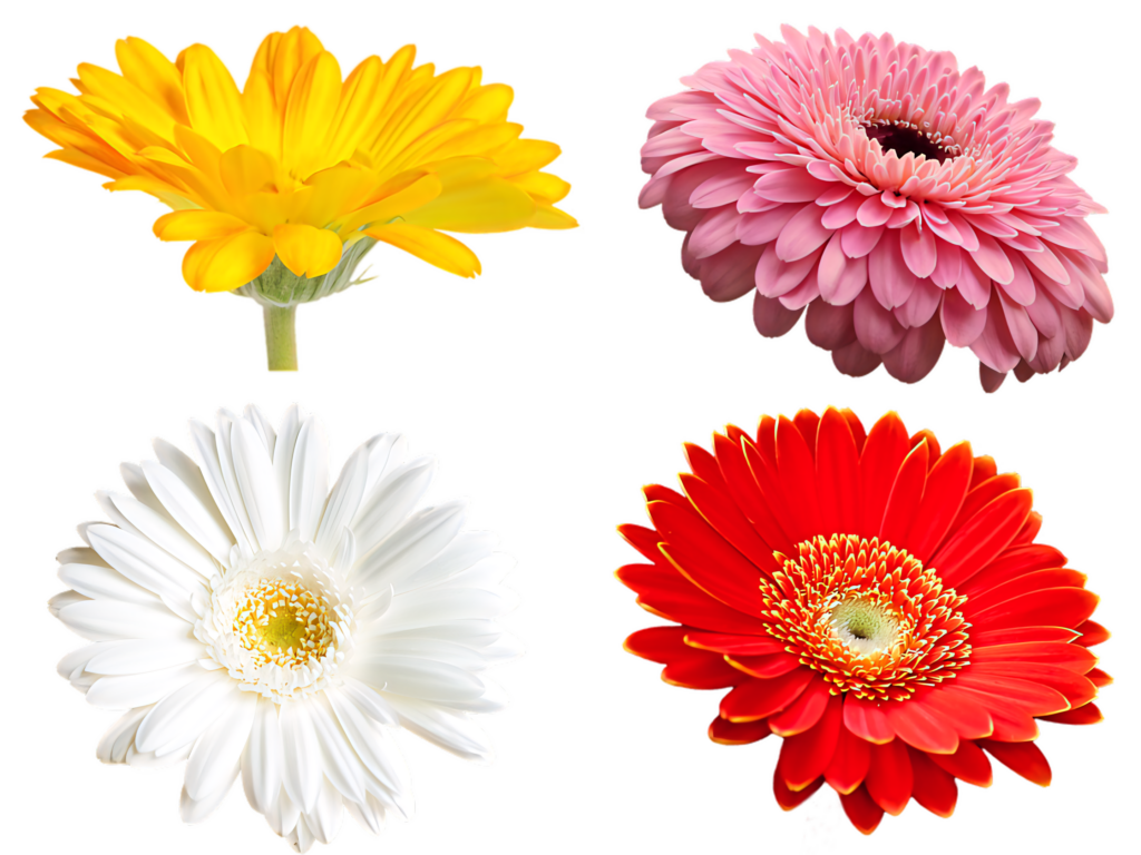 Vibrant Floral Wallpaper: Bright Flowers on Transparent Background