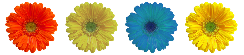 Vivid Orange, Yellow & Blue Flowers in Linear Pattern on Transparent BG Wallpaper