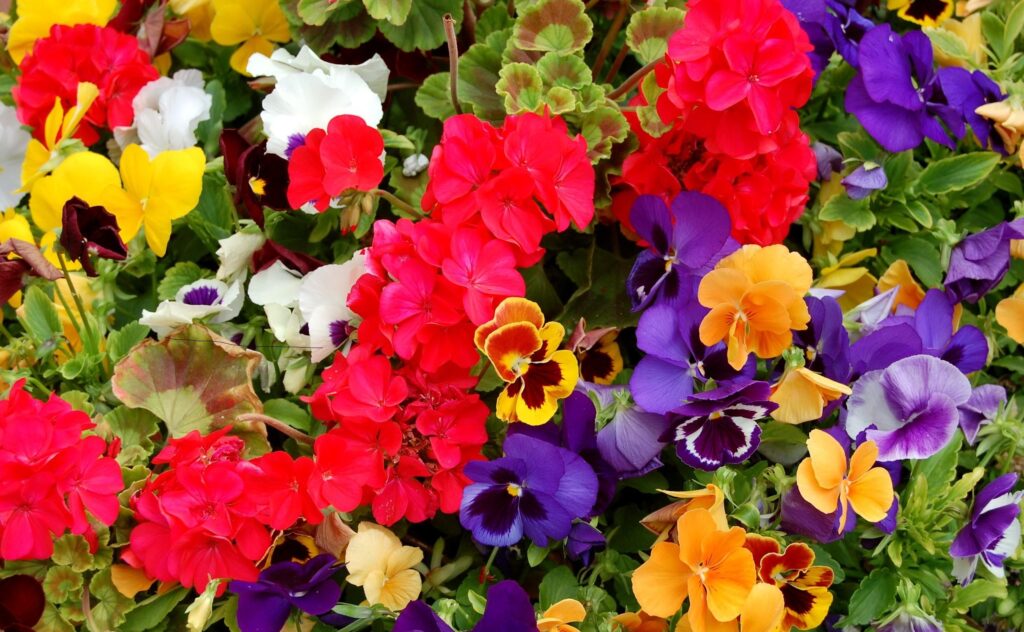 Vivid Pansies & Geraniums Floral Wallpaper - Colorful Background Design