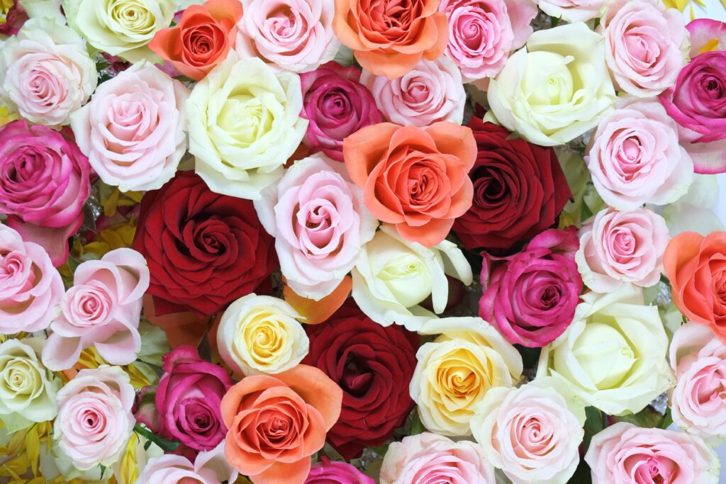 Vibrant Colorful Rose Wallpaper: Stunning Floral Pattern Background