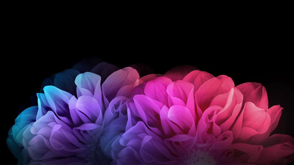 Vibrant Translucent Flower Wallpaper - Elegant 4K Black Background