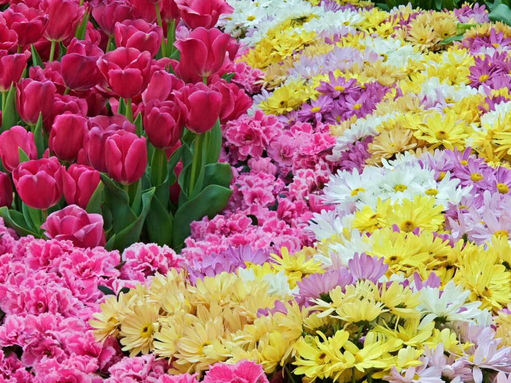 Vibrant Floral Wallpaper: Colorful Tulips, Chrysanthemums & Carnations