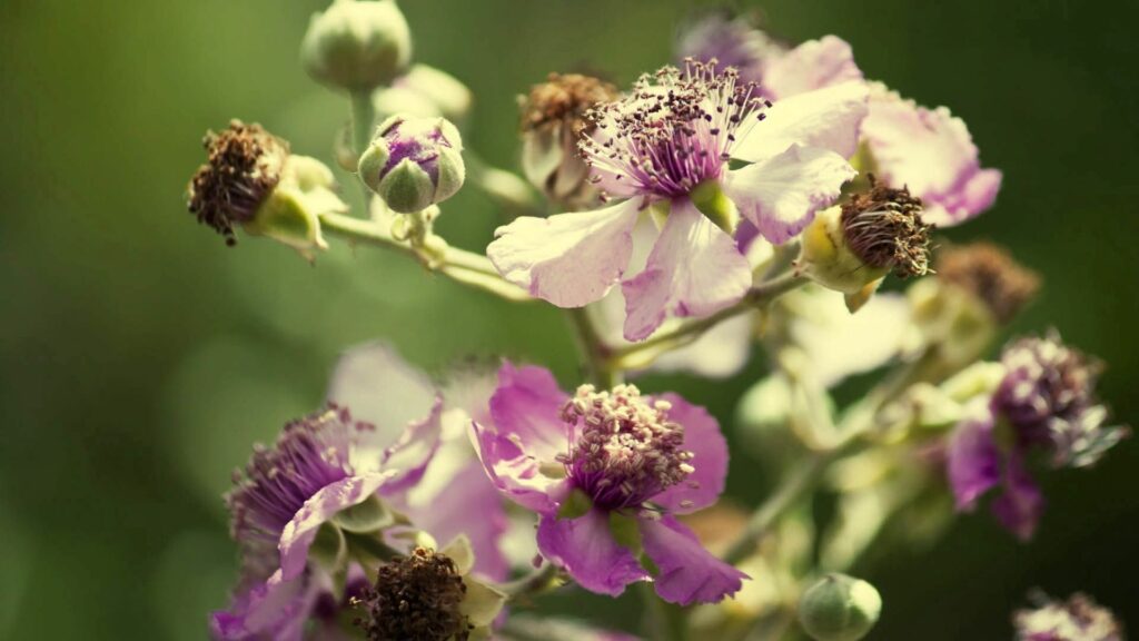 Vibrant Flower Wallpaper: Delicate Petals & Prominent Pollen Background