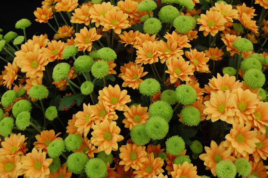 Vibrant Floral Wallpaper: Green & Orange Chrysanthemums Display