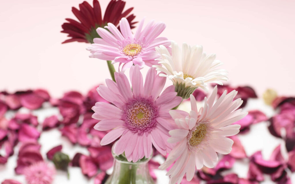 Vibrant Floral Wallpaper: Multi-Colored Blooms & Petal Background