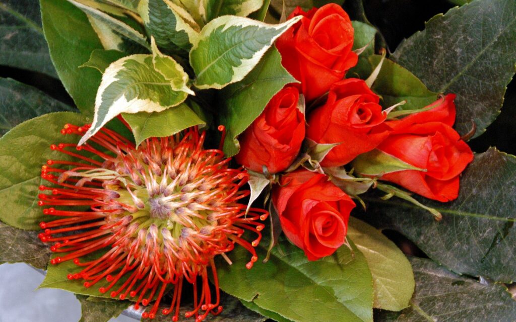 Vibrant Floral Wallpaper: Red Roses & Exotic Protea Background