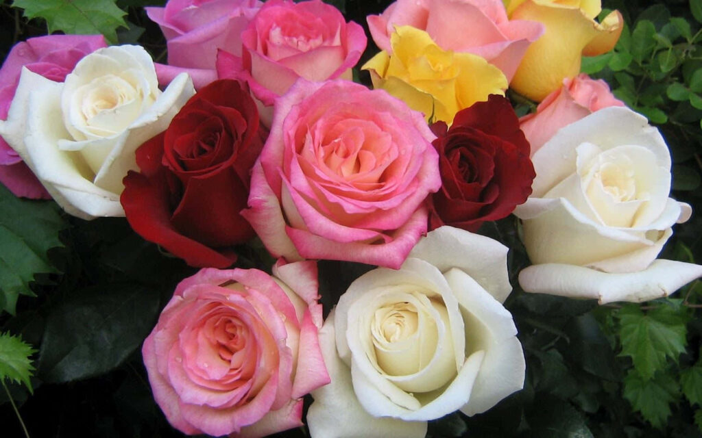 Vibrant Multi-Colored Rose Wallpaper for a Romantic Floral Background