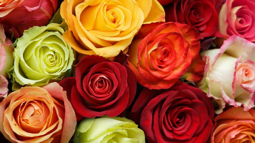 Vibrant Floral Wallpaper: Colorful Roses in Full Bloom Background