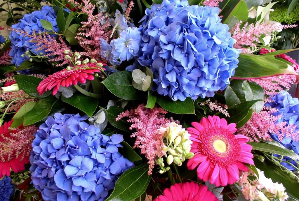 Vibrant Floral Wallpaper: Blue Hydrangeas & Pink Gerberas Background
