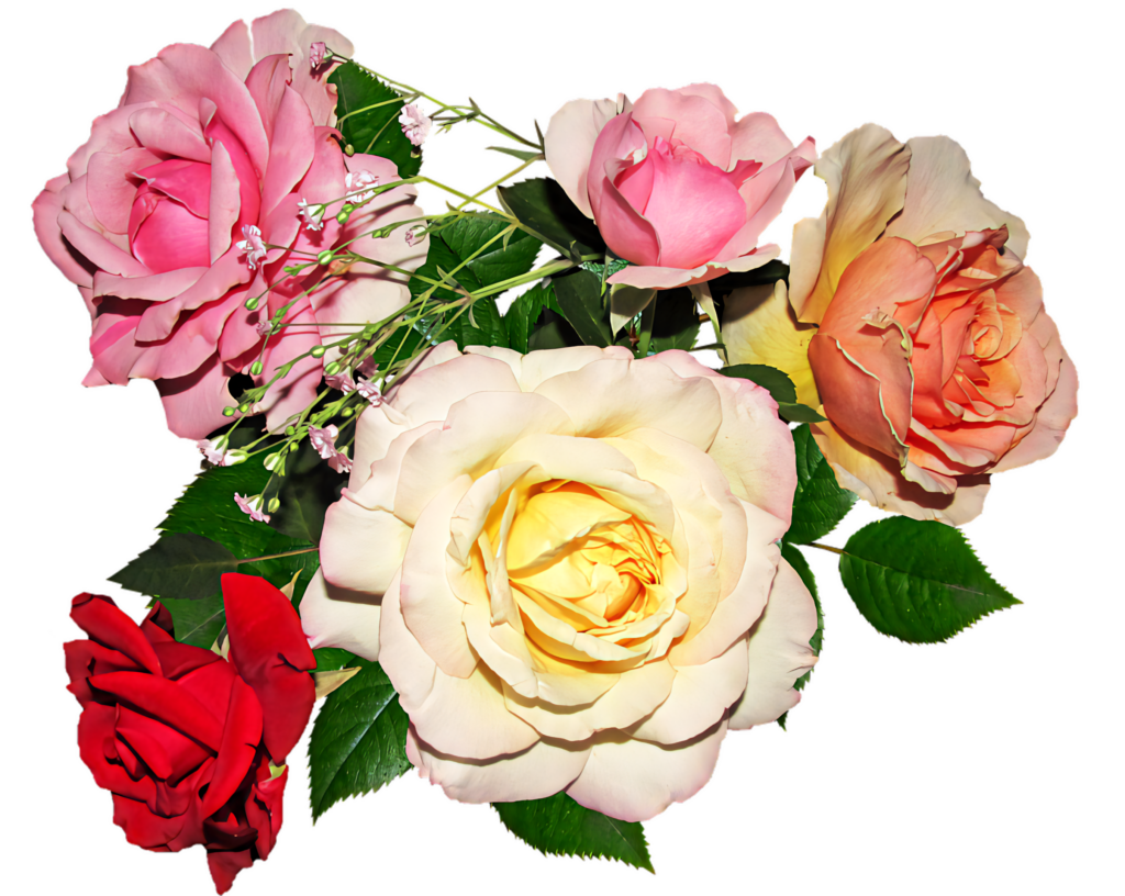 Vibrant Rose Wallpaper: Colorful Floral Background for Elegant Spaces