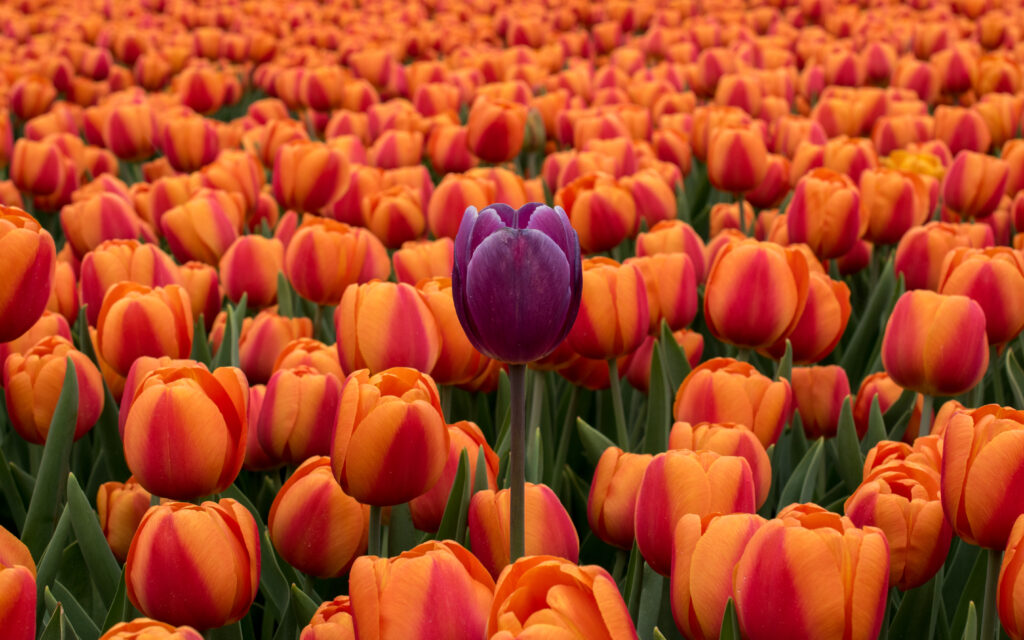 Stunning Orange Tulip Wallpaper with Bold Purple Center Flower