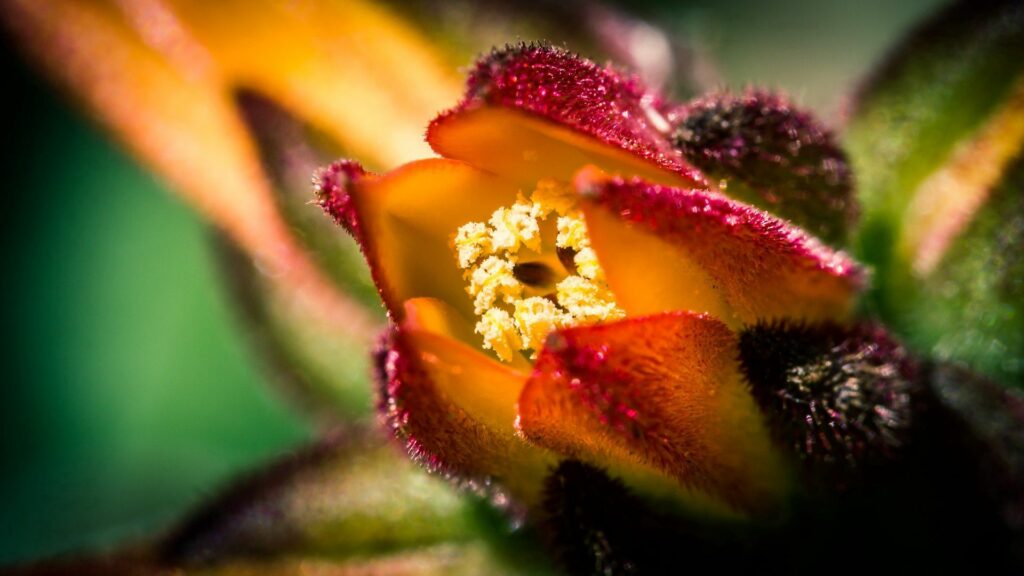 Vibrant Flower Macro Wallpaper: Intricate Details in Bloom