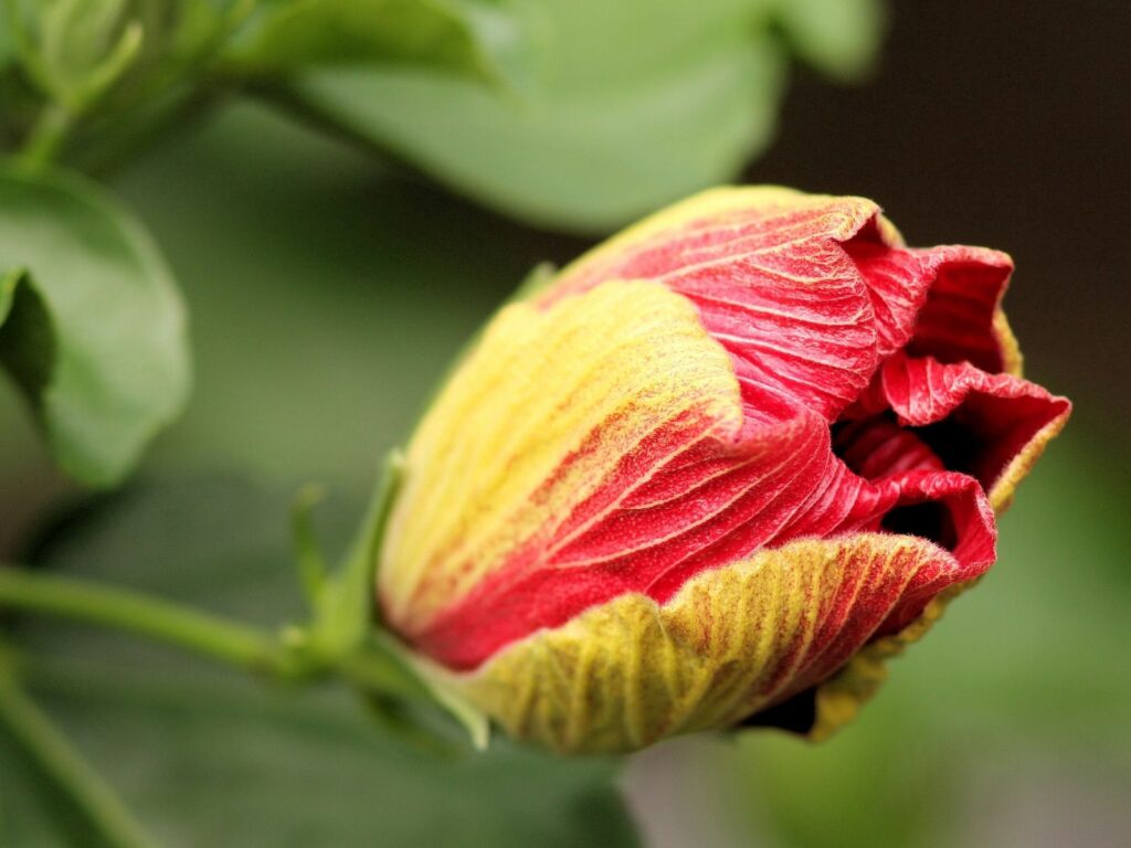 Vibrant Flower Bud Wallpaper: Red & Yellow Hues on Green Background