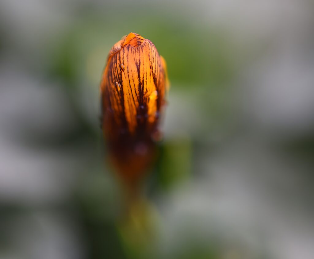Vibrant Flower Bud Macro with Water Droplets - Spring Wallpaper
