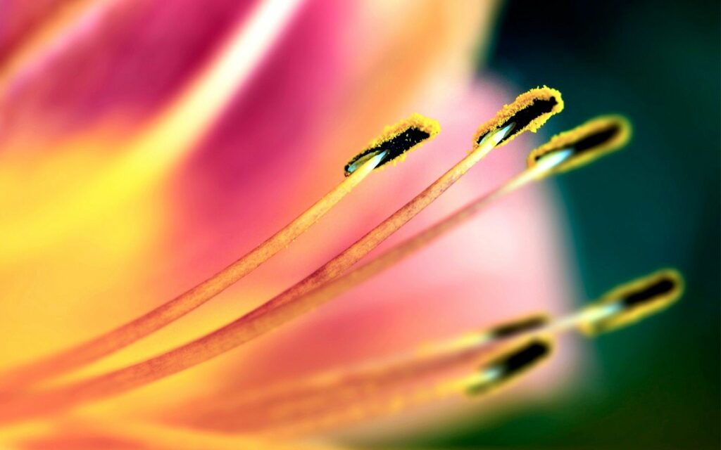 Vibrant Flower Close-Up: Delicate Petals & Blurred Background Wallpaper