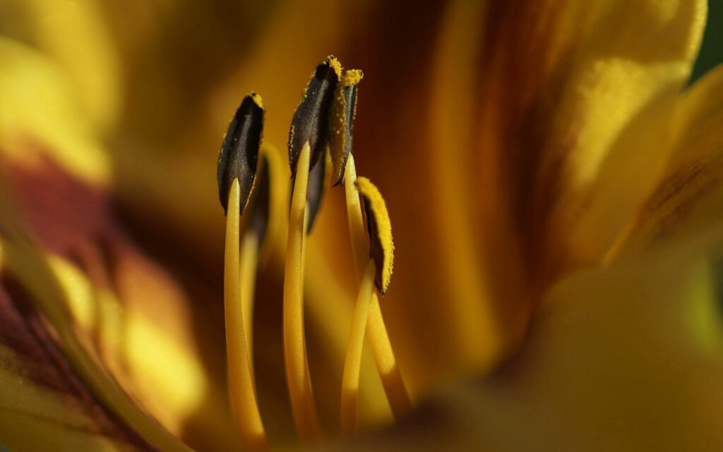 Vibrant Flower Close-Up: Detailed Stamens & Colorful Petals Wallpaper