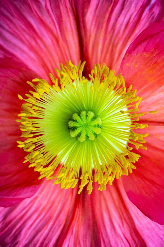 Vibrant Flower Macro: Detailed Petals & Colorful Center Wallpaper