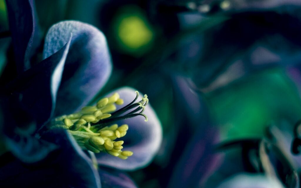 Vibrant Flower Close-Up: Elegant Petals & Dark Background Wallpaper