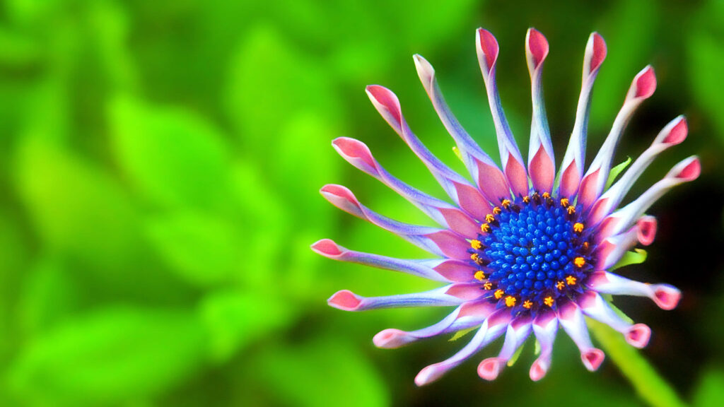 Vibrant Close-Up of Unique Flower: Stunning Blue Center & Blurred Green Wallpaper