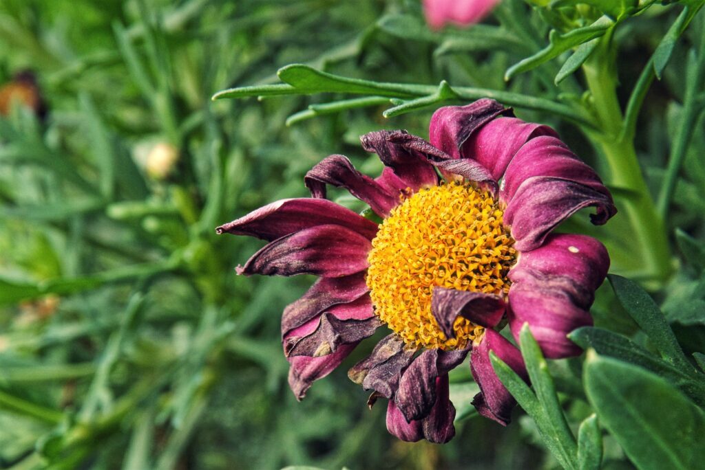 Close-Up of Vibrant Purple Flower with Golden Center & Green Background Wallpaper