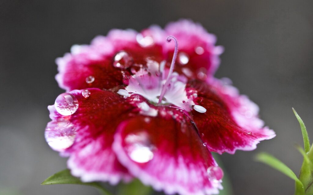 Vibrant Flower Wallpaper: Close-Up with Water Droplets & Patterns