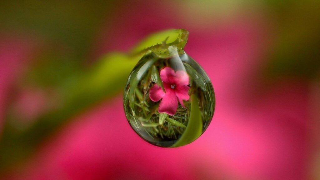 Delicate Flower Reflection in Water Droplet - Vibrant Wallpaper Background