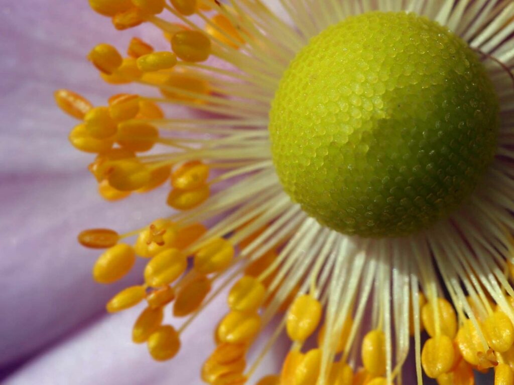 Close-Up of Vibrant Flower: Yellow Pollen & Delicate Petals Wallpaper