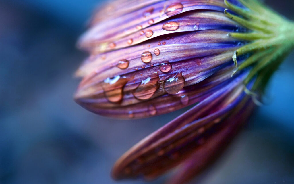 Close-Up Flower with Dew Drops: Vibrant Petal Textures Wallpaper