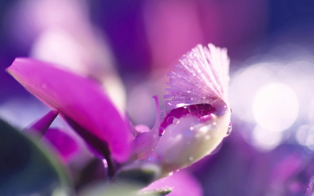 Vibrant Flower Close-Up: Stunning Water Droplets Wallpaper Background
