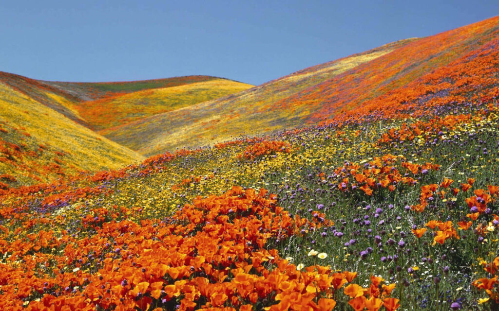 Vibrant Hills of Colorful Flowers Under Clear Blue Sky Wallpaper