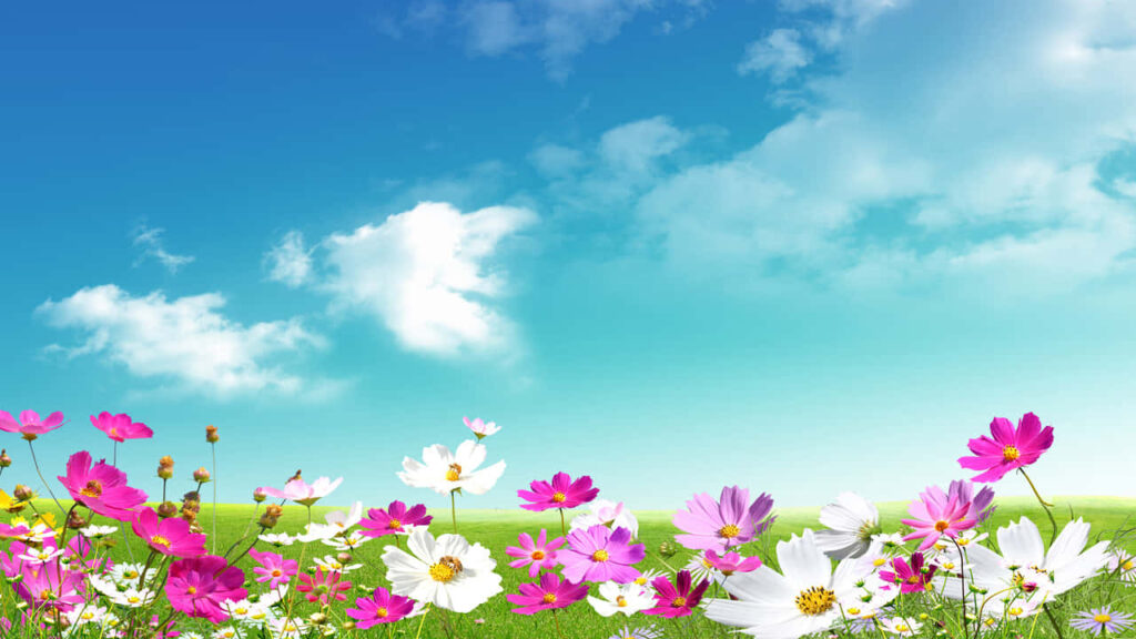 Vibrant Flower Field Under Blue Sky: Cheerful Landscape Background Wallpaper