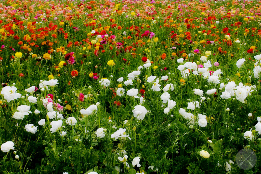 Vibrant Flower Field Wallpaper: Colorful Blossoms & Green Foliage