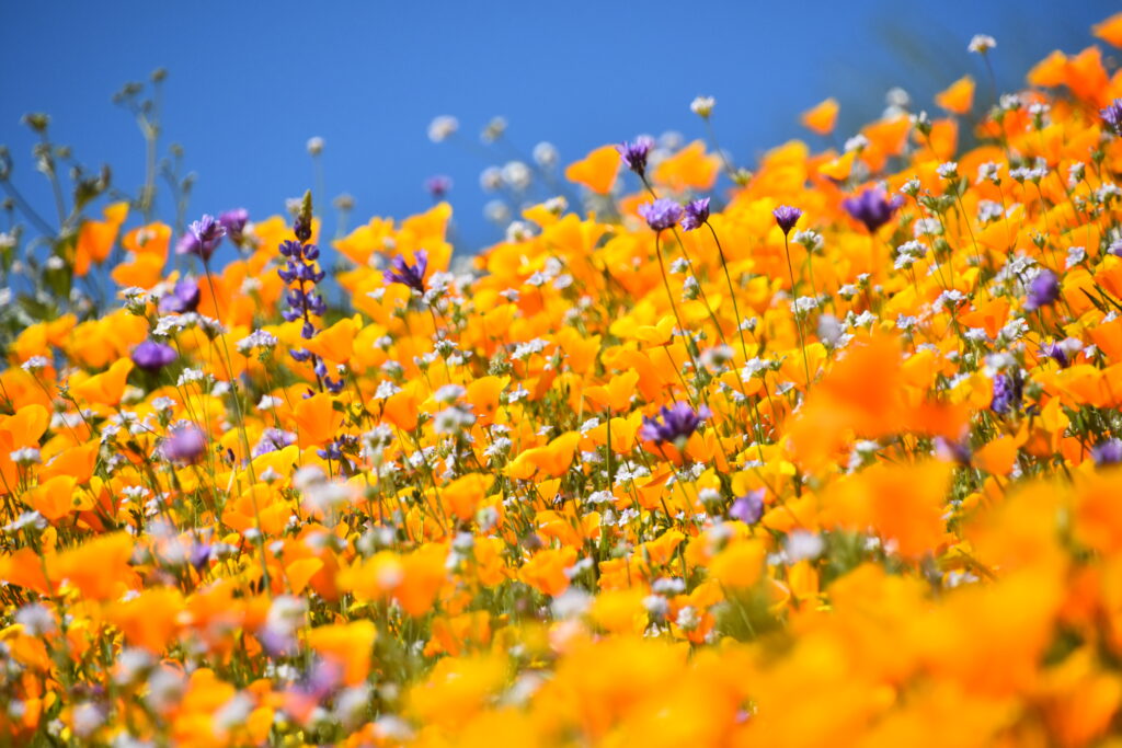 Vibrant Flower Field Wallpaper: Yellow, Orange, and Purple Blossoms