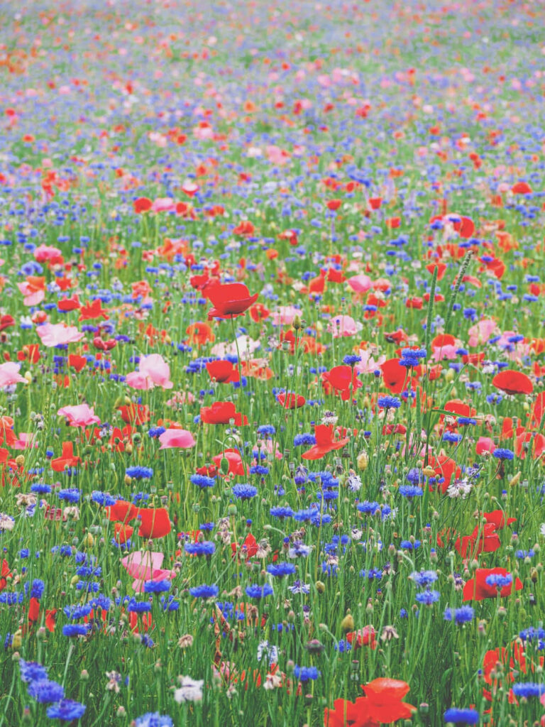 Vibrant Flower Fields: A Colorful Sea of Nature's Beauty Wallpaper