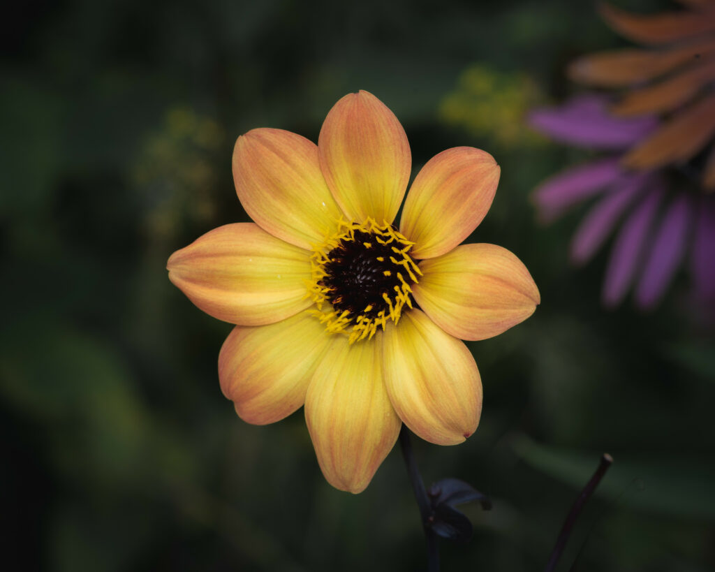 Vibrant Flower Close-Up: Delicate Petals & Dark Pollen Wallpaper