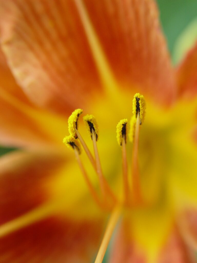 Vibrant Flower Close-Up: Intricate Petals & Bright Yellow Pollen Wallpaper