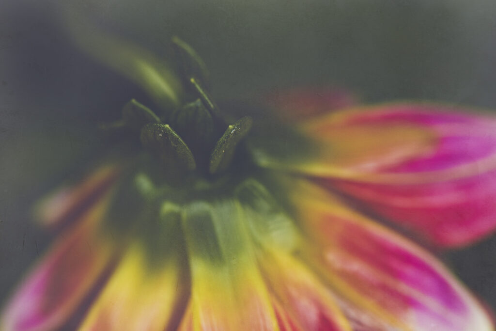 Vibrant Flower Close-Up: Macro Shot for Stunning Wallpaper Background